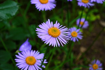 Aster novae-angliae , Purple Dome, Asteraceae family