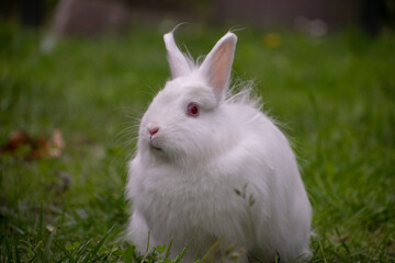 white rabbit in the grass