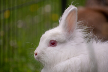 white rabbit in the grass