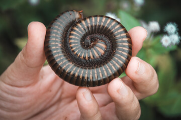 Holding a Asian giant millipede or Thyropygus spirobolinae sp, showing concept of kindness, harmony...