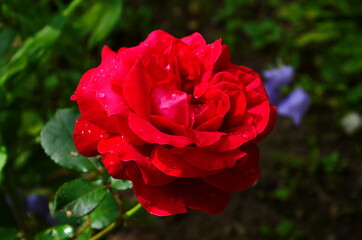Red Roses on a bush in a garden. Russia.