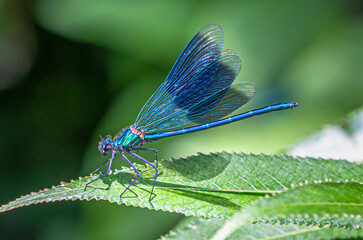 Blaugebänderte Prachtlibelle