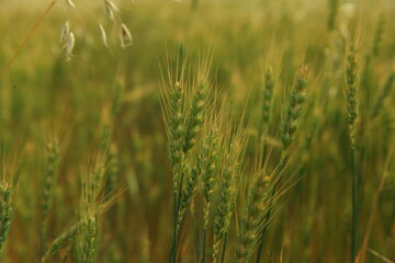 Green wheat plant in the fields