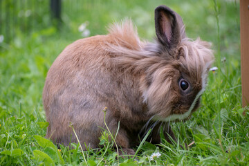 smal rabbit in the grass