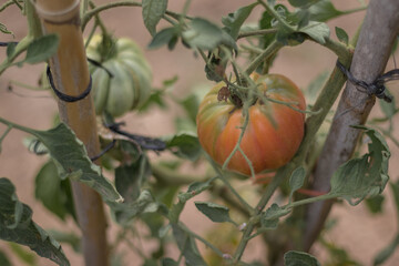 tomate de un huerto ecológico