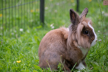 smal rabbit in the grass