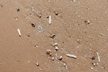 Coquillages et couteaux sur la plage