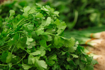 Fresh parsley bunches from plantation