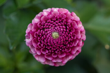 Pink Dahlia flower macro isolated on green background