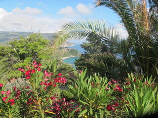 Southern plants and flowers on the background of the sea coast and sky. Red oleander, palm trees,...