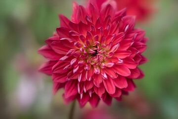 Red Dahlia flower macro