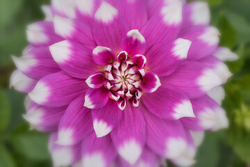 Vivid pink Dahlia flower with white edges macro