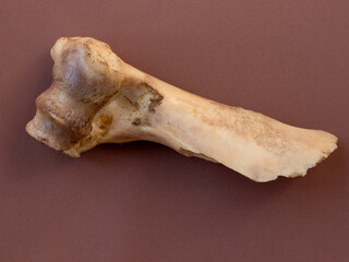 Dog food "Cow bone" isolated on a brown background