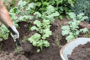 Broccoli gardening. A farmer pile up organic young broccoli with topsoil on vegetable garden. The...