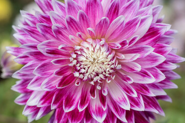 Pink and white Dahlia flower macro