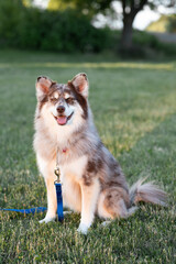 HUSKY DOG AT THE PARK