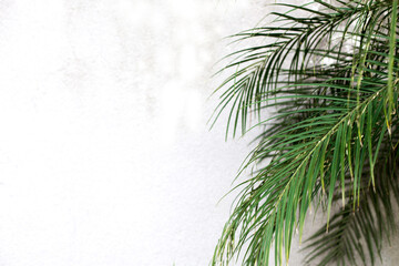 Fototapeta premium Tropical Palm Green leaves for nature pattern and background