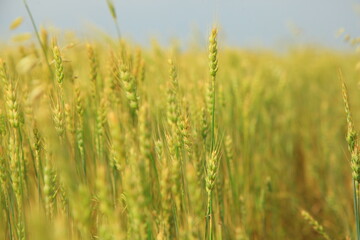 Wheat fields plantation under blue sky