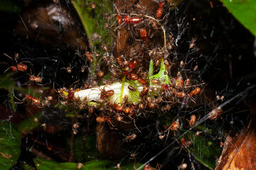 spiders eating grasshopper