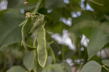 Garrofón de un huerto ecológico