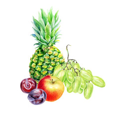Hand drawn watercolor illustration of different fresh summer fruits isolated on the white . Grapes, apple and plums.