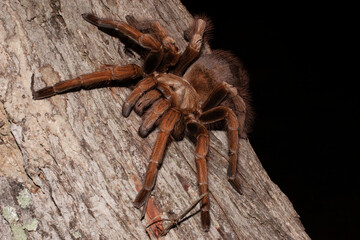Tarantula in Ecuadorian Dry Forest