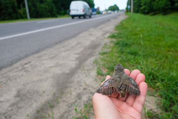 The chick on a human palm spread its wings. Baby birds on the roadside. Road safety concept.