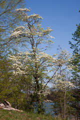 Tree against the sky