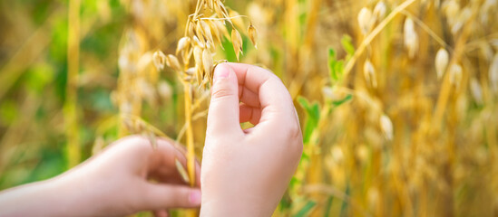 Naklejka na ściany i meble Close up of child's hand holding the ears of oats in the field in summer.