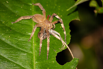 Spider eating on a Anolis lizard  