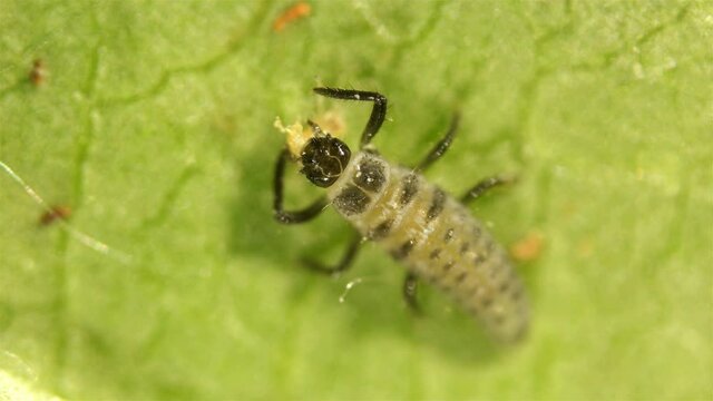 Larva under the microscope, the initial stage of the Coccinellidae larva (ladybug), is very voracious and can eat about a hundred aphids a day, also harbor cannibalism, help in agriculture to fight pe