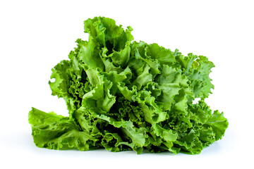fresh green lettuce salad leaves isolated on white background, vegetable