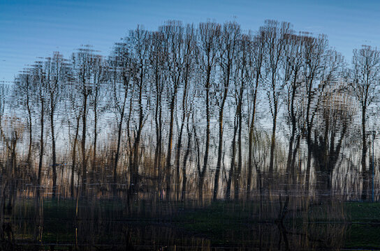 Filare di alberi spogli che si specchiano nell&rsquo;acqua azzurra di un fiume in una bella giornata invernale