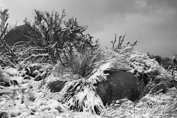 Cactus with a covering of snow
