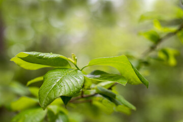 Close up of green leaves on a tree branch with soft focused green background and copy space ~INTO THE FOREST~