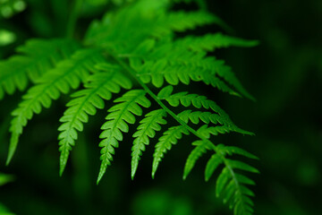 Growing green leaves of fern closeup in the forest.