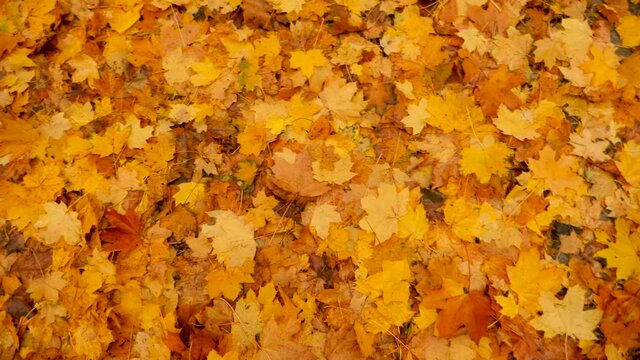 Background of fallen leaves on the ground. Nature in fall. Fallen leaves of maple tree. Autumn onset concept. Fallen autumn leaves. Park, backyard, font yard in autumn