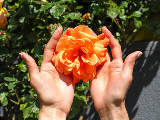 large fragrant orange rosebud in women's hands top view on the background of a green rose Bush