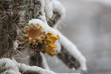 Cactus with a covering of snow