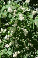 Jasmin weiß blühend