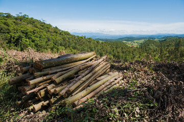 Fototapeta na wymiar reforestation and extraction of eucalyptus wood