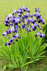 Flowering irises (Iris barbatus L.), general view