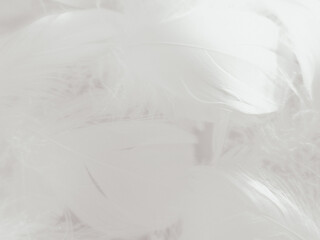 Obraz premium Beautiful abstract gray feathers on white background and soft white feather texture on white pattern and gray background, smooth feather background, black banners