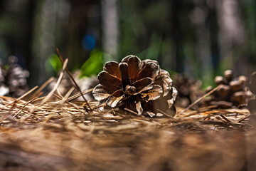Fir or pine cones fallen on the forest fir cone needles floor. Nature forest Marry Christmas background. Selective focus