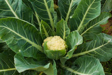 cauliflower vegetables in the fields