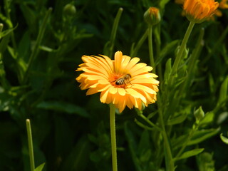 flower calendula