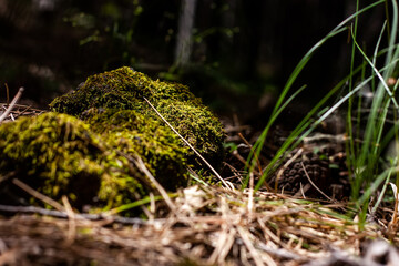 Beautiful green moss on the rough stones in the forest. Natural moss texture background for wallpaper. Selective focus