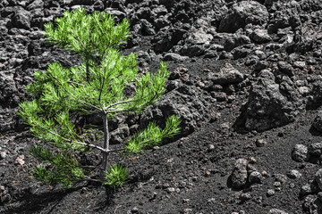 Little green pine on the black background. Pine or spruce sprout grows on the black lava earth of the Etna volcano.