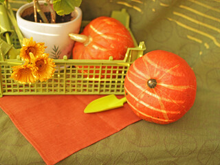 Thanksgiving scene with orange pumpkin on flowers, pots and tools background at sunset. Thanksgiving bright still life on a green table.Autumn harvest backdrop.Place for text.