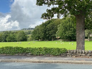 Sheep grazing in a field, with old trees and dry stone walls, covered in ivy in, Crosshills, Keighley, UK